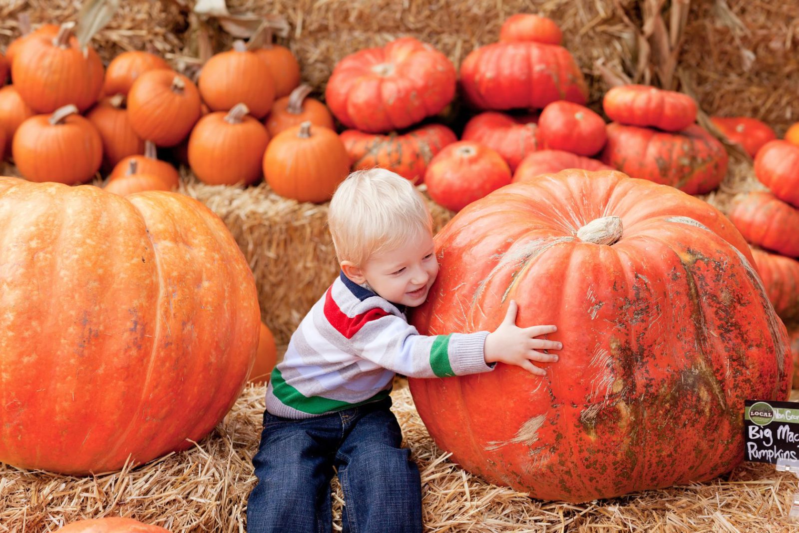 pumpkin photo setting at a harvest festival