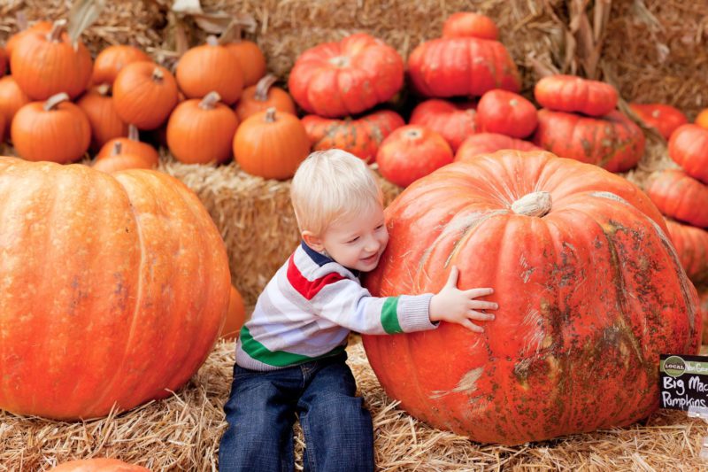 October Harvest Festivals Know the Basics