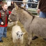 Petting Zoo