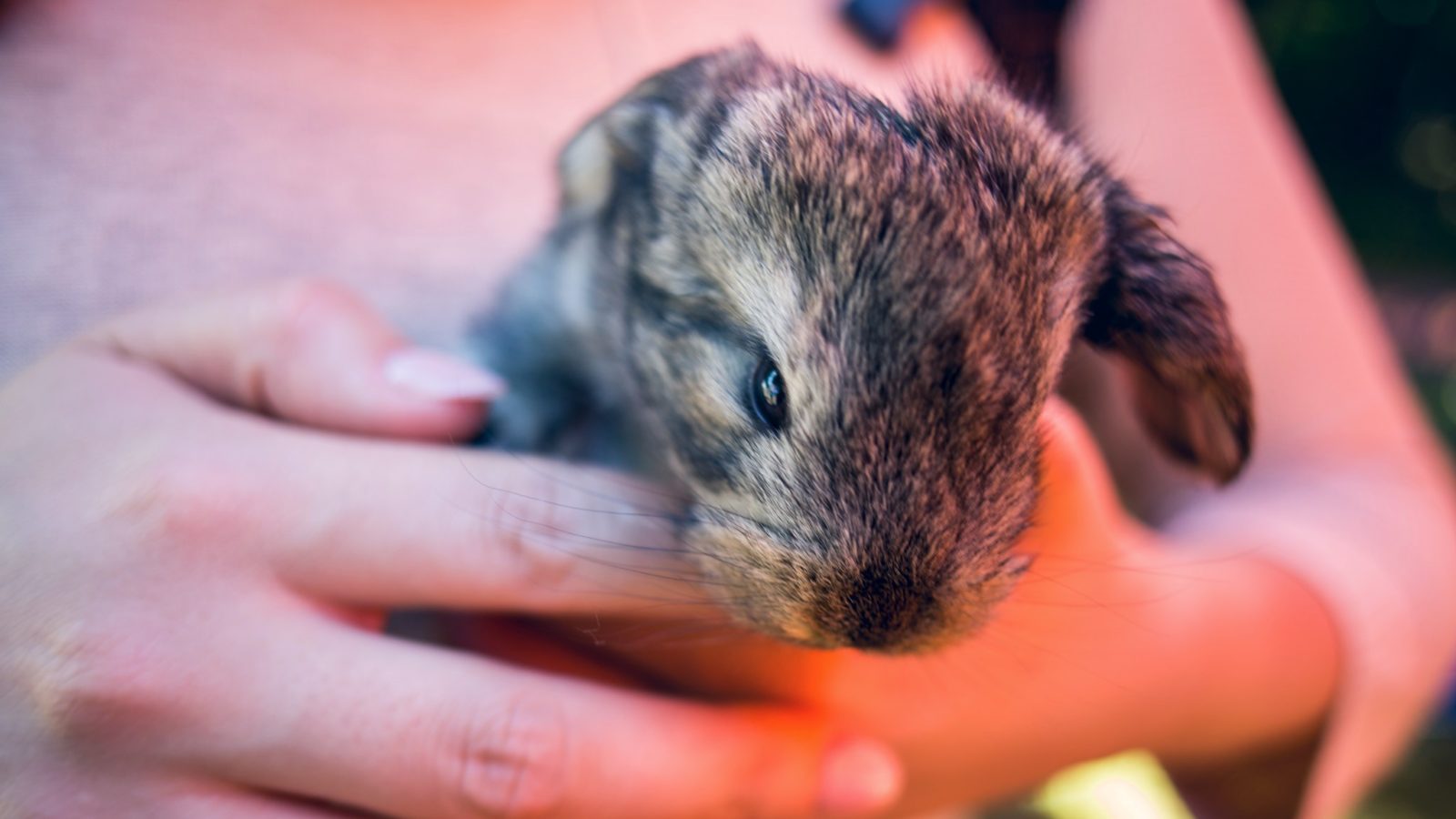 petting-zoos-for-events-national-event-pros