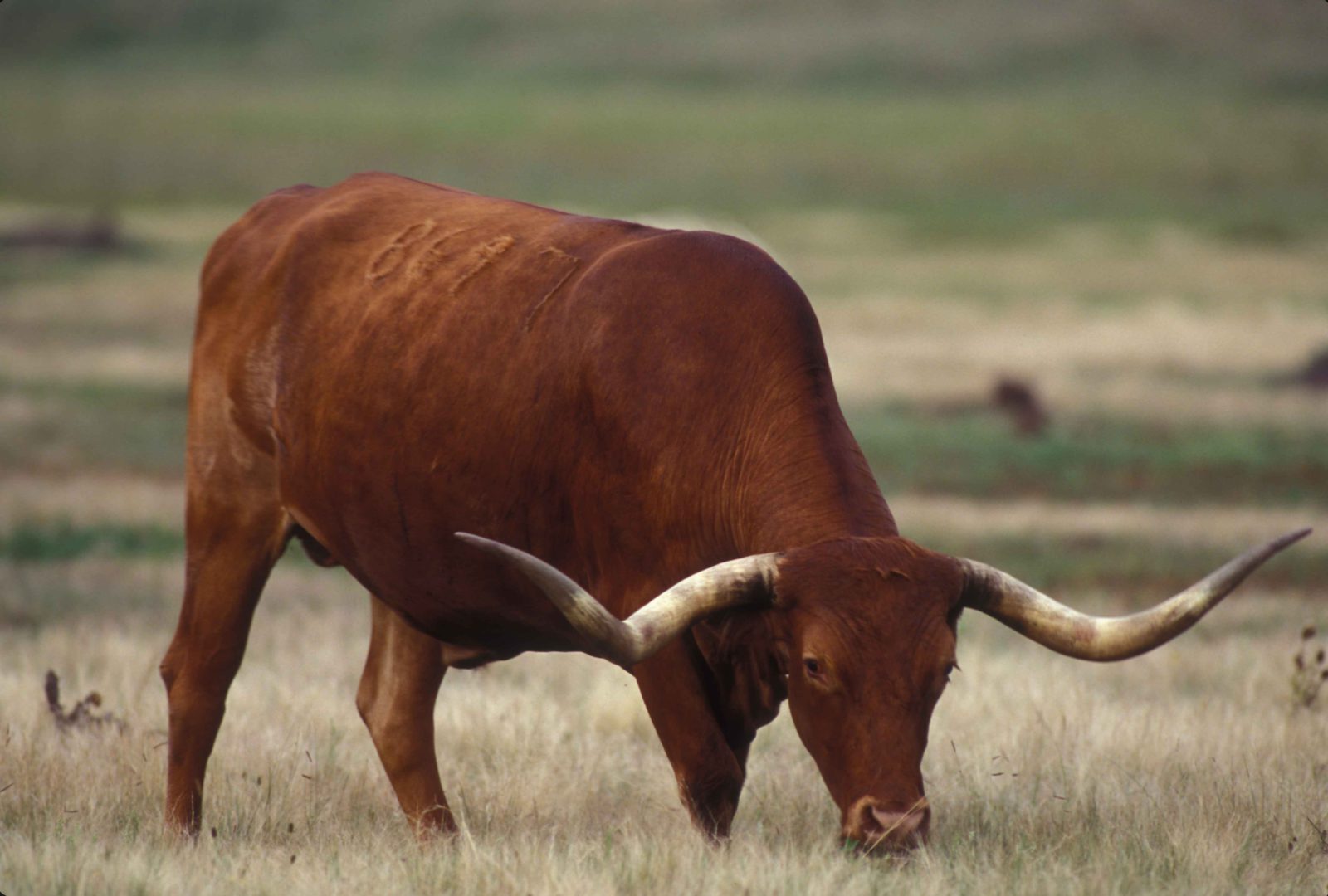 A bull with gigantic horns grazing in a field