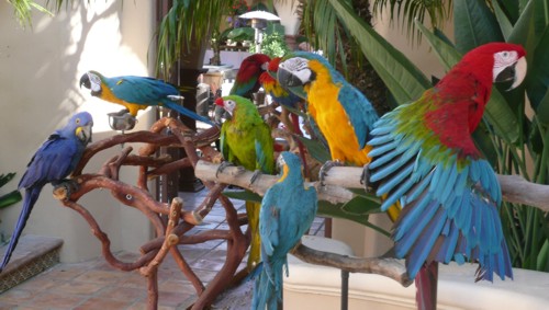 parrots for parties