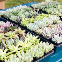 terrarium building supplies