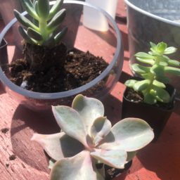 terrarium building experience
