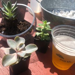 terrarium building experience