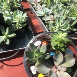 terrarium building experience