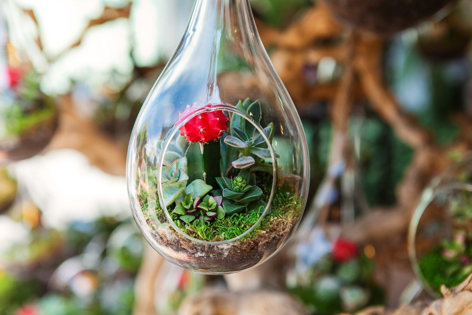 build your own terrariums