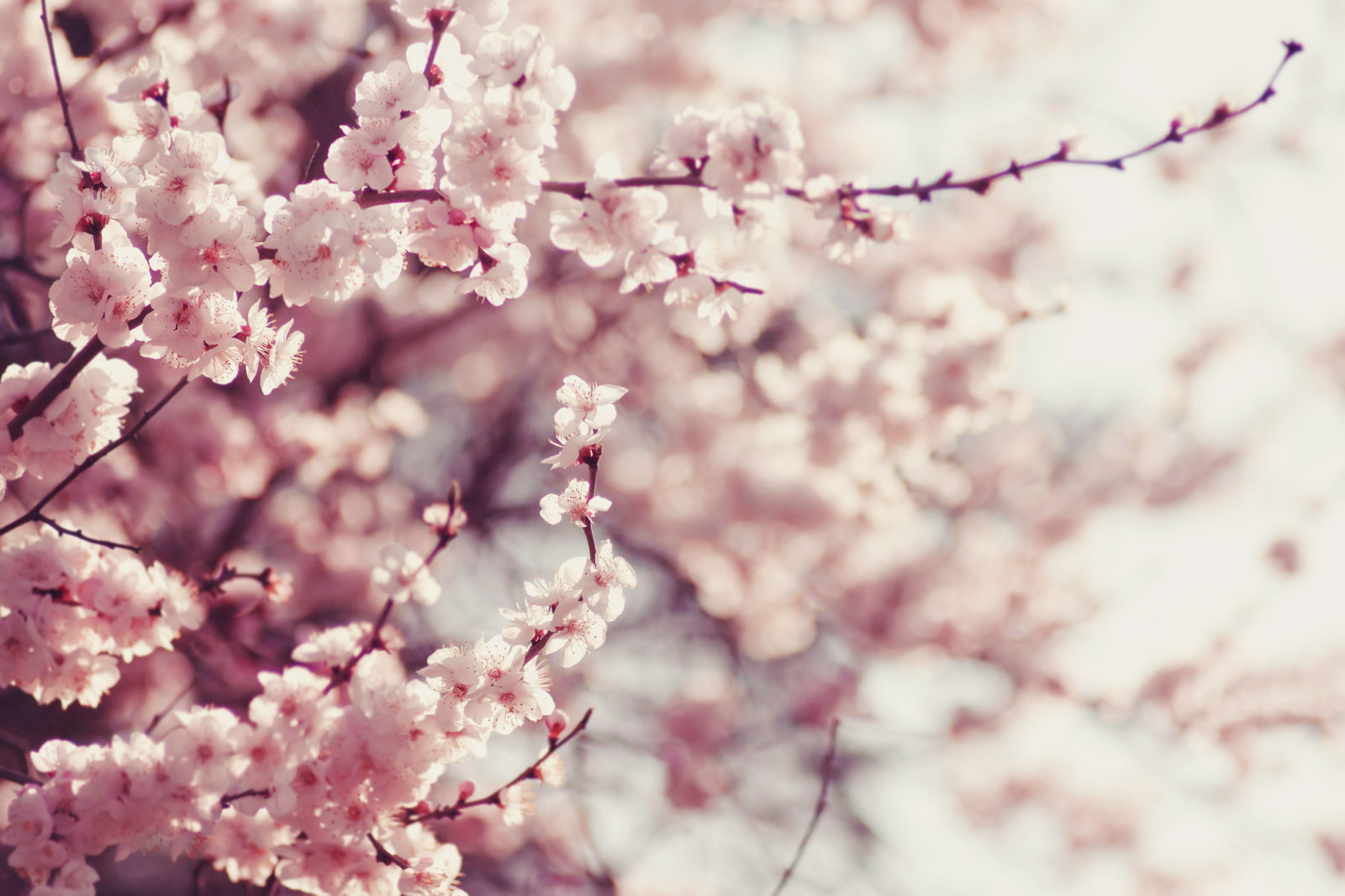 cherry blossom macro 