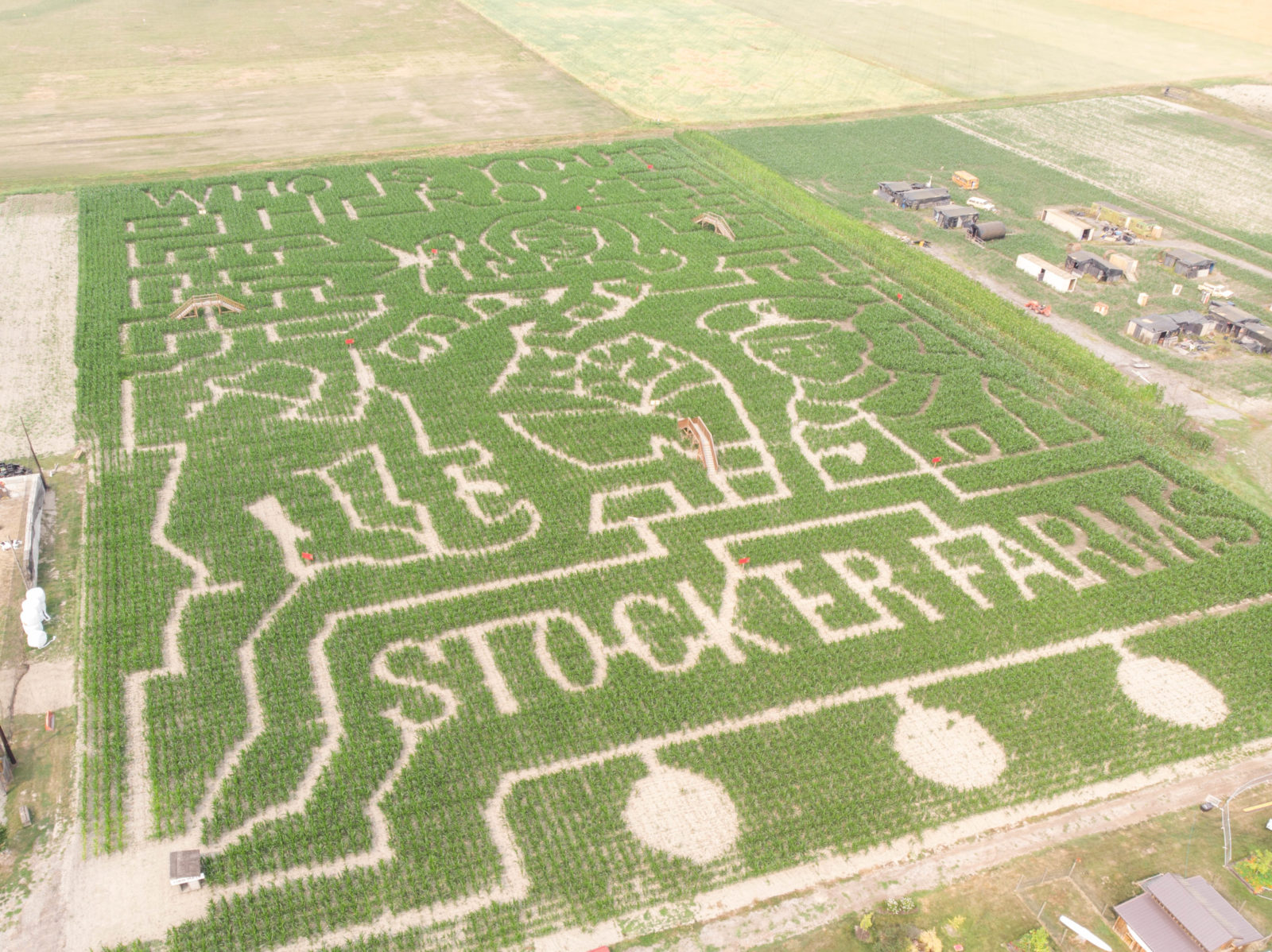 corn maze at Stocker Farms