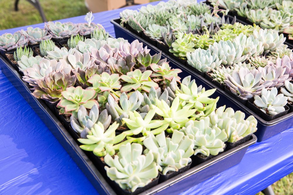 Build Your Own Terrarium