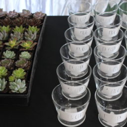 terrarium building experience