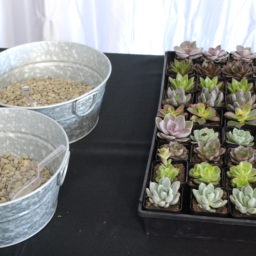 terrarium building experience