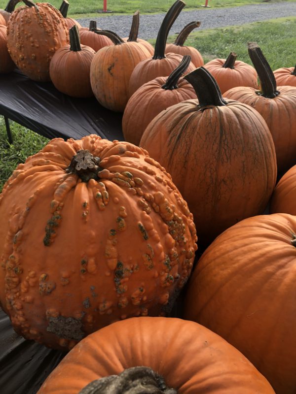 Pumpkin Patch Drive-In Movie Night